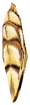Golden Crest